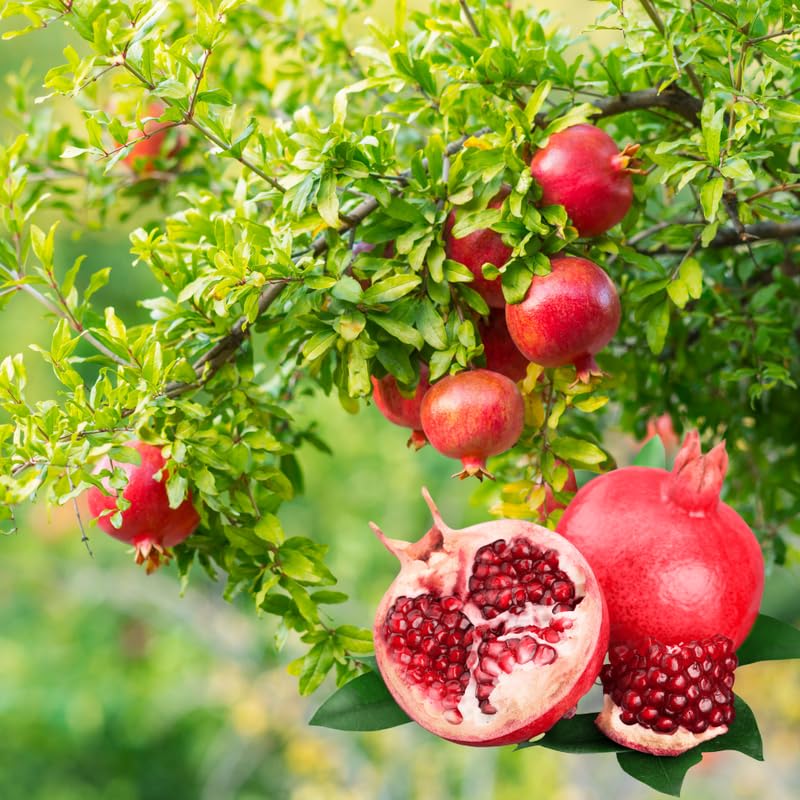 Live Pomegranate Plant, Pomegranate Tree Live Plant for Outdoor Indoor Planting, Sweet Fruit Tree 1-2 Ft Tall, Live Plant in 1 Gal Pot, No to CA