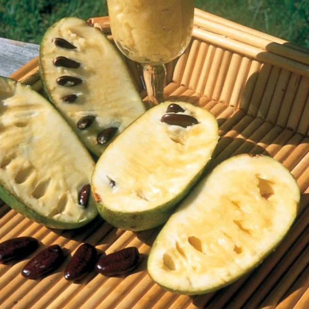 Pawpaw Tree Live Plant, Pawpaw Seedlings 6-14 Inch Tall, Hardy Fruit Trees for Planting Outdoors, in Quart Pot