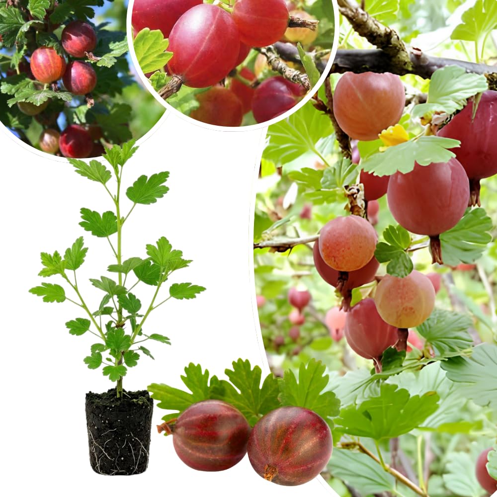 Jeanne Gooseberry Live Plant, Fruit Shrub, 5-8 Inch Tall