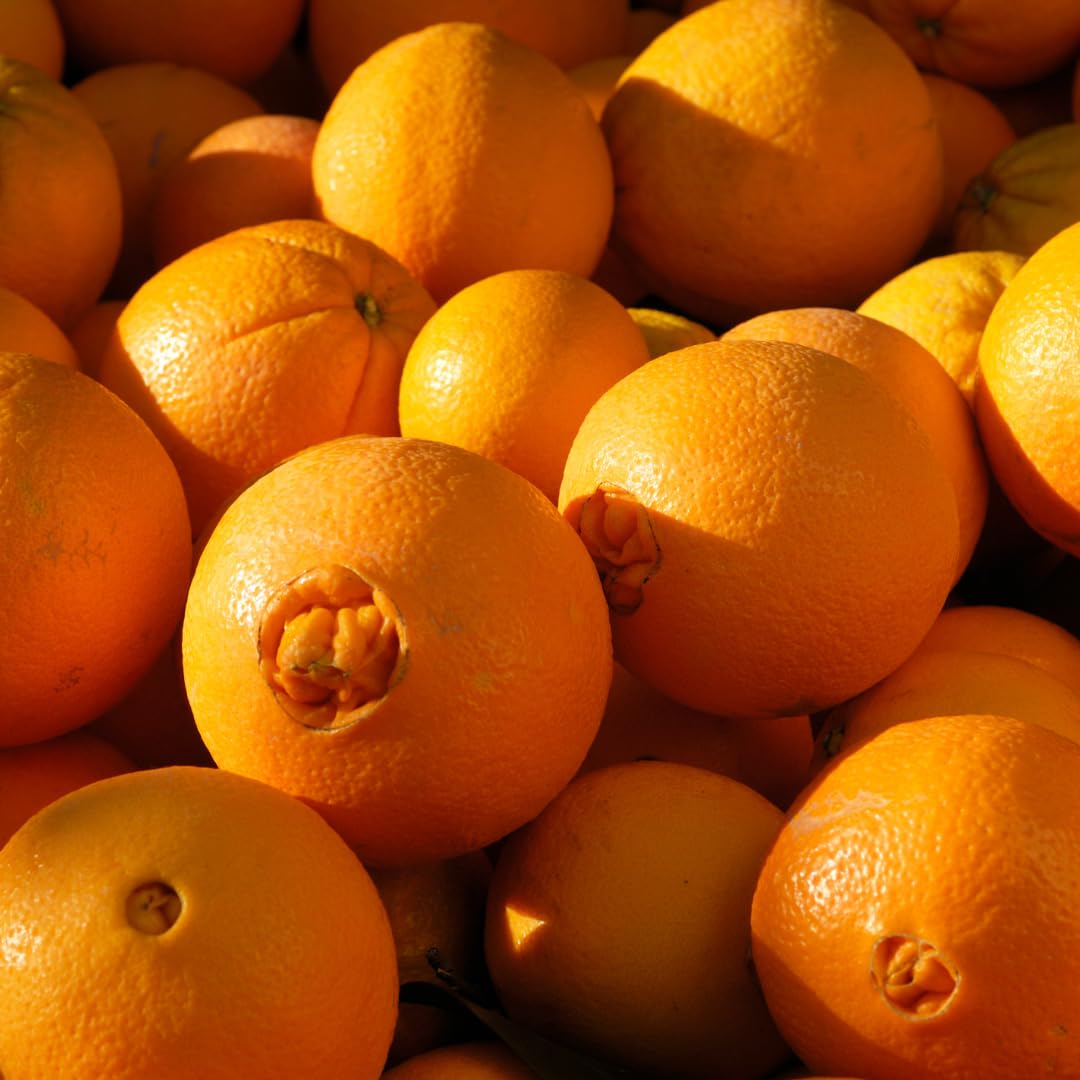 Live Navel Orange Tree, Sweet Orange Fruit Plant, 3-4 Feet Tall in 5 Gallon Pot, Ready for Planting