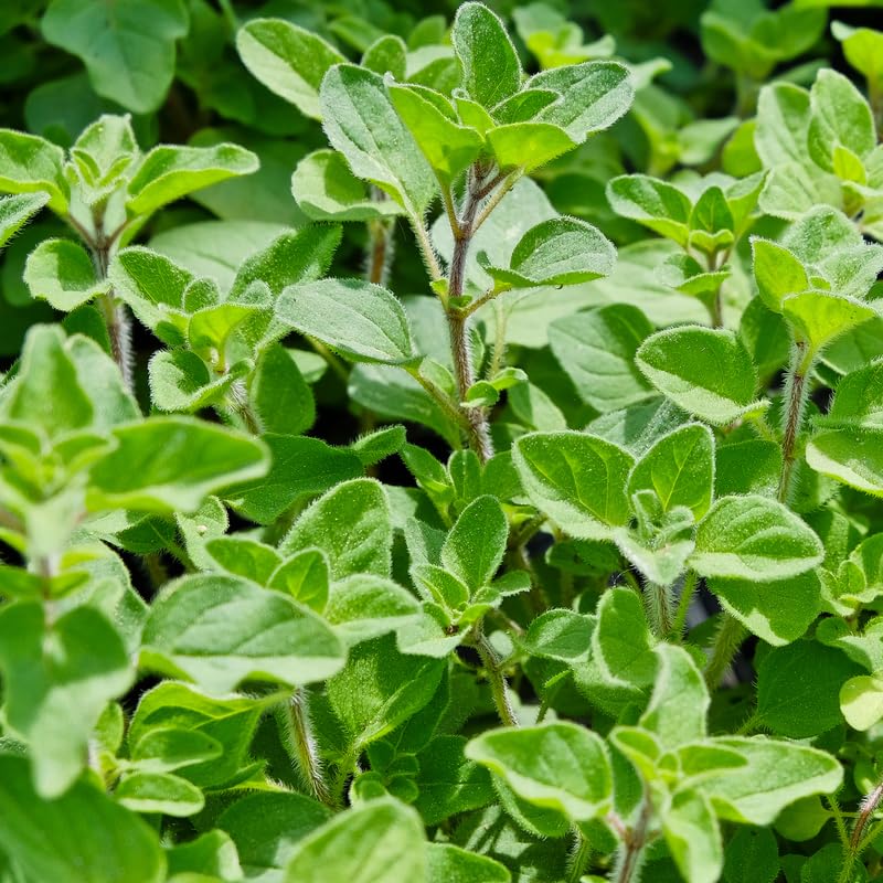 Set of 3 Greek Oregano Live Plants 4–7″ Tall, Culinary Herb Starter, Easy Care, Hardy Outdoor or Container