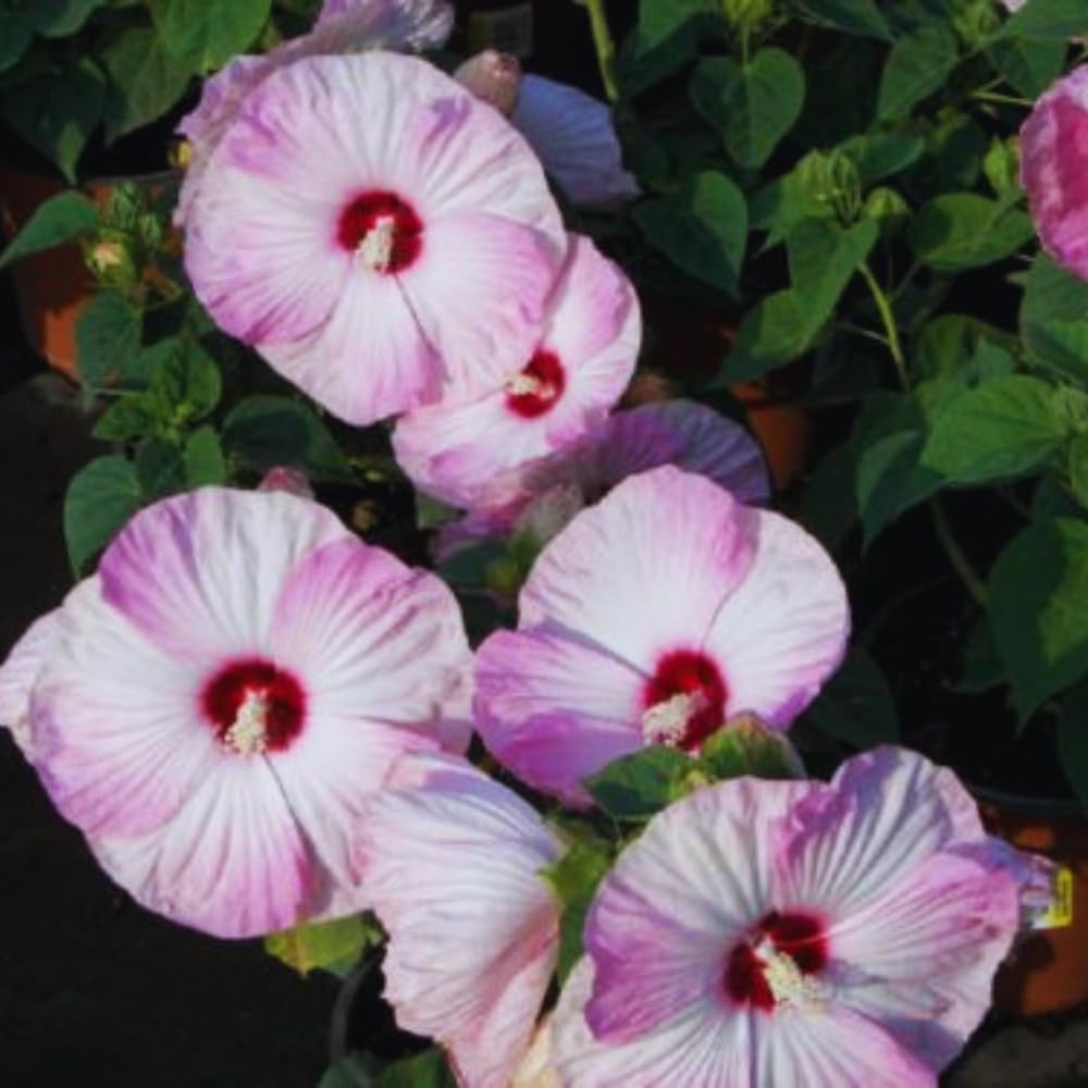 3 Pink Hibiscus Flower Plants, Hibiscus Tree Live Plant, 5 to 8 Inc Tall, Hardy Hibiscus Plants Live, Easy to Plant