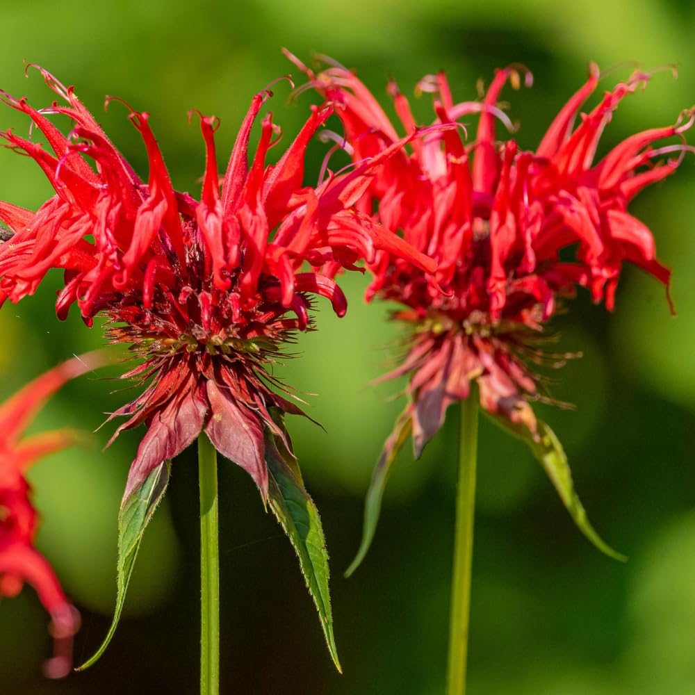 Set 3 Red Bee Balm Plants Live, Perennial Flower Garden Plugs 2-5" Tall, Bee Balm Well Rooted
