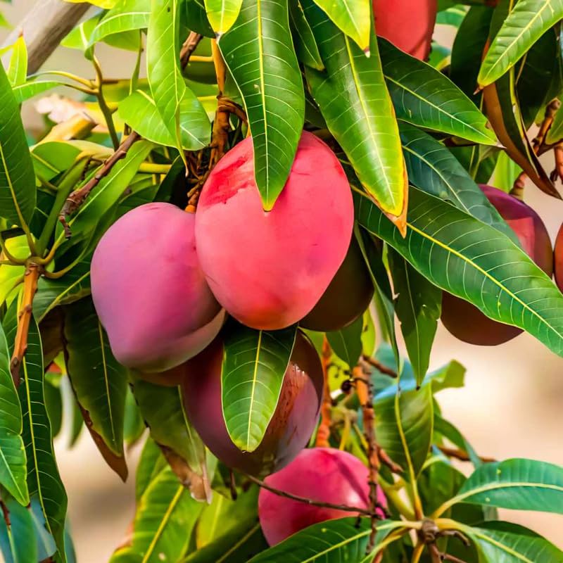 Mango Tree Live Plant, Fully Rooted in 3 Gallon Pot, Tropical Mango Fruit Tree for Indoor or Outdoor Growing