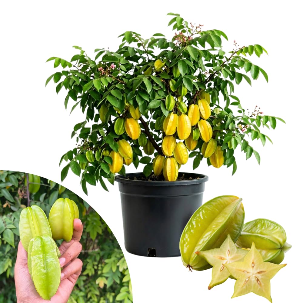 Grafted Carambola Tree Live Plant, Sweet Starfuit Plant from 2 to 3 Feet Height, Star Fruit for Outdoor Growing, 3 Gallon Pot, No Ship to CA
