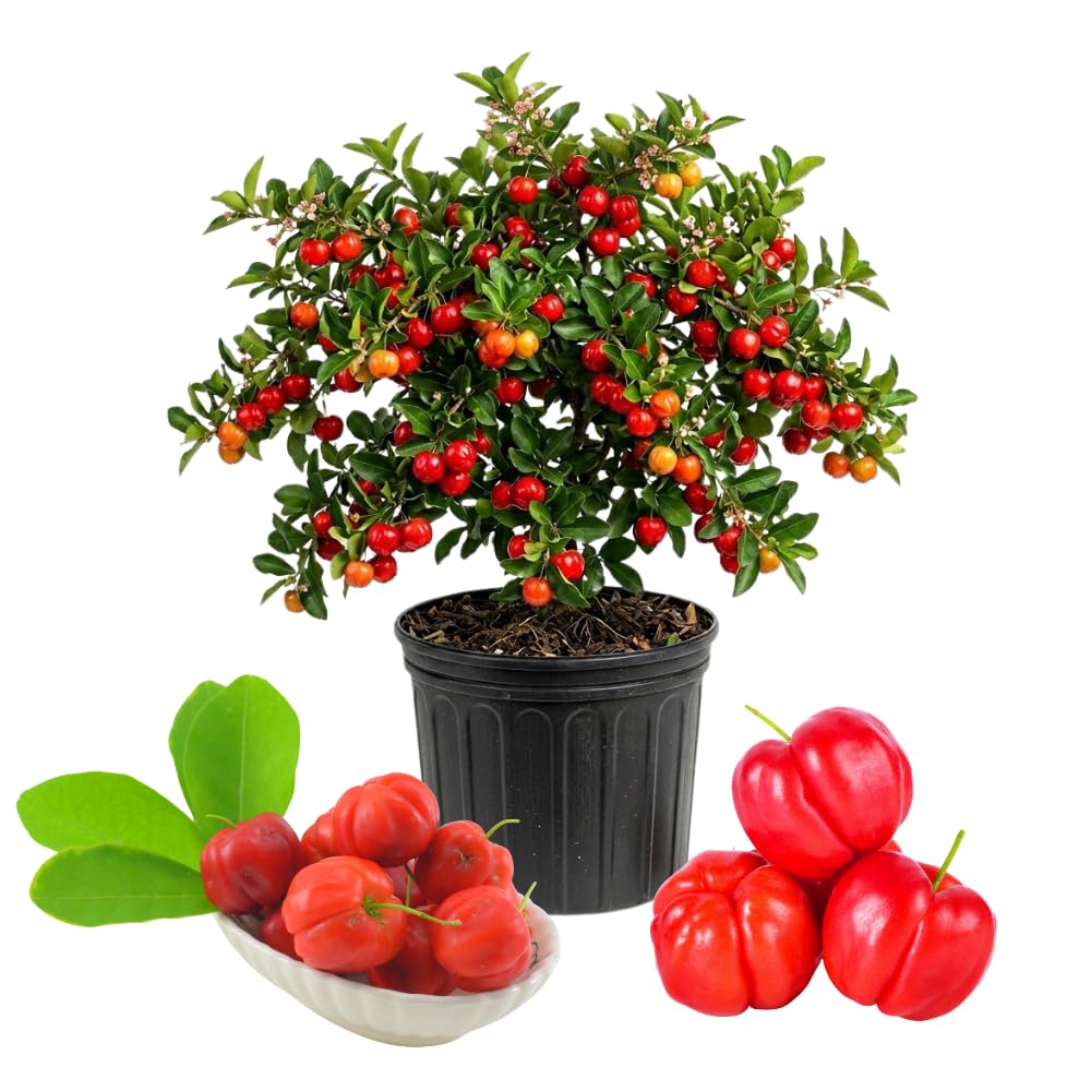 Barbados Cherry Tree Live Plant in 1 Gallon Pot, Barbados Cherry Plant, Sweet Berries for Patio and Garden, Fruit Trees from 1-2 Feet Tall, No Ship to CA