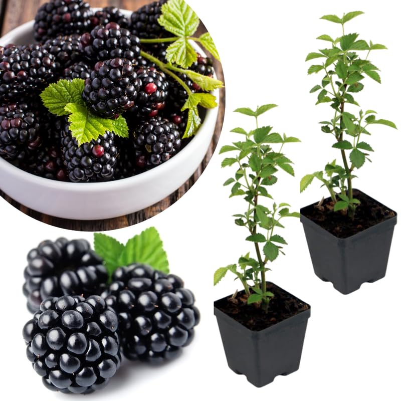 2 Navaho Thornless BlackBerry Plants Live for Planting, High Yielding, Sweet Juicy Berries for Your Garden, 4-6" in Tall, Cold Hardy, Dormant in Winter, No Pot