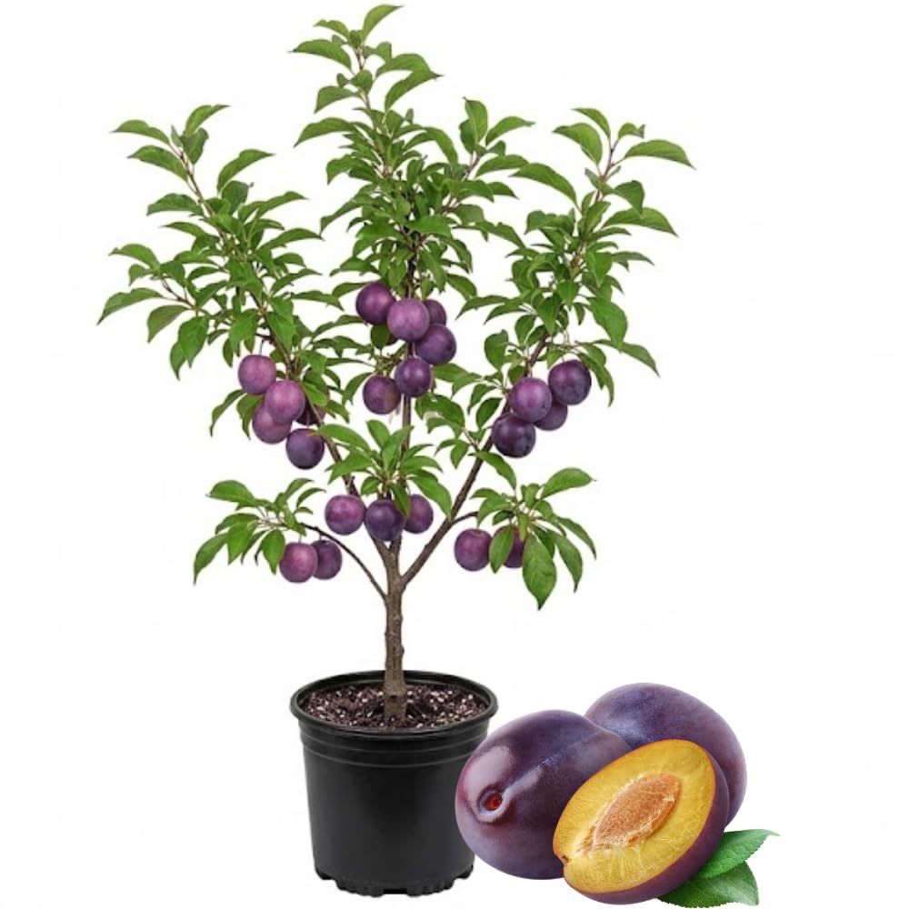 Sweet Plum Tree, 3-4 Ft Plum Fruit Plant in 3 Gallon Pot, No Ship to CA