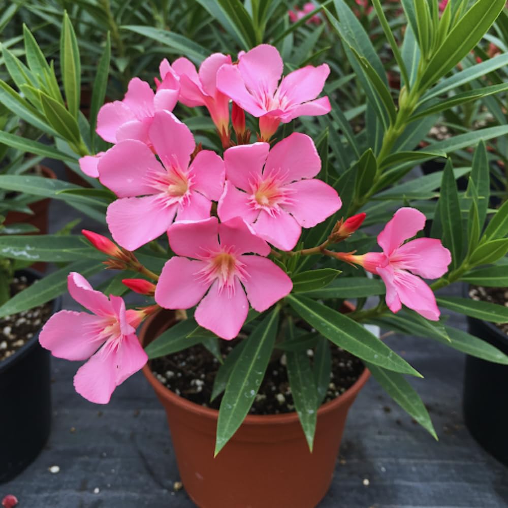 3 Oleander Plants Live, Pink Flower Plants, Live Oleander Plant, 5 to 8 Inches Tall