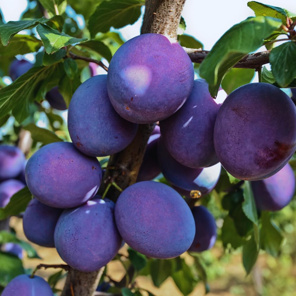 Santa Rosa Plum Tree Live Plant, 3 Feet Tall, Sweet Plum Fruit Plant Live for Home Garden, 3 Gallon Pot, No Ship to CA