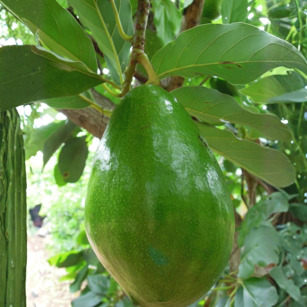 Oval Green Avocado Tree, Avocado Trees Live Plants, 2 Year Olds Avocado Tree, 3 Gallon Pot, 1-2 Feet Tall, Sweet Tropical Fruit for Planting, No Ship to CA