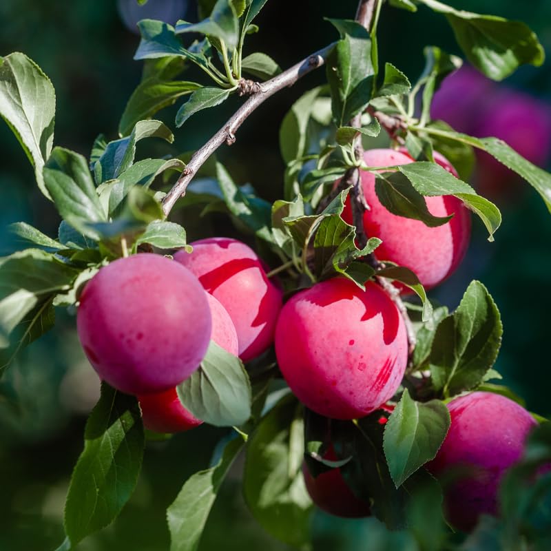 Sweet Plum Tree in 3 Gallon Pot, 3 to 4 Ft Tall Plum Fruit Tree, No Ship to CA