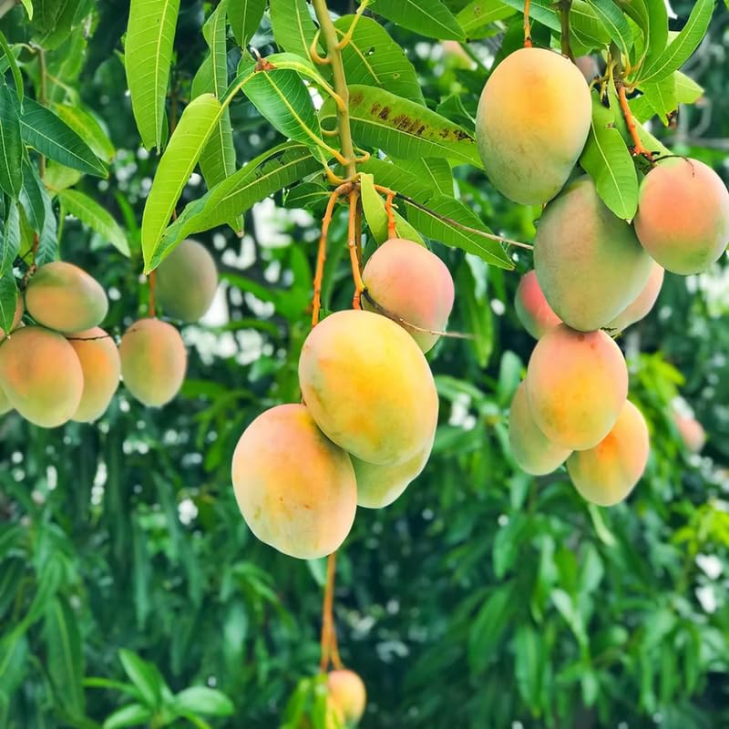 Sweet Mango Tree Live Plant, Fully Rooted in 3 Gallon Pot, Tropical Mango Fruit Tree for Indoor or Outdoor Growing