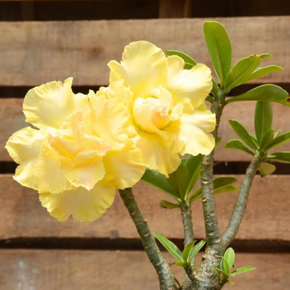 2 Desert Rose Plants Live, Mixed Adenium Obesum Desert Rose Flower Plants for Planting Indoor Outdoor Garden, 5 to 9 Inches Tall