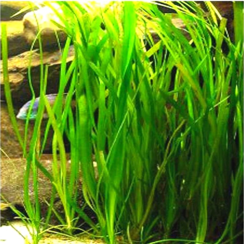 12 Stems of Jungle Vals Plants, Jungle Vallisneria Aquarium Plants Live, Aquatic Plants Live, Live Aquarium Plants, 12 Plants