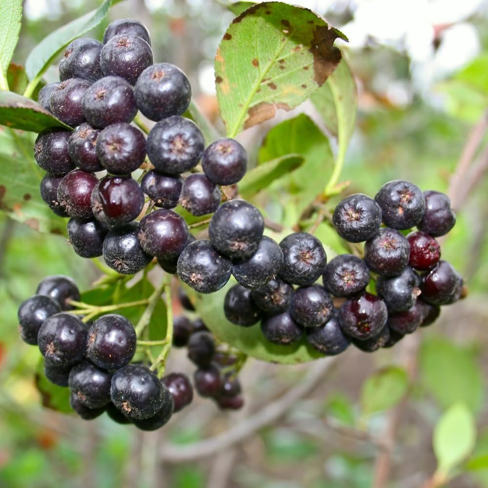 Set of 2 Chokeberry Bare Root Plants, Black Chokeberry Tree, 16 Inches Tall, 2–3 Year Old Fruit Bush, Hardy Shrubs for Outdoor Growing