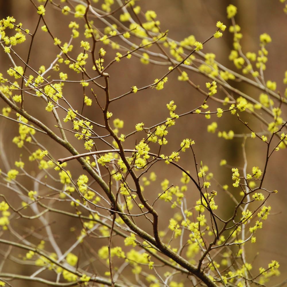 Spicebush Plant Live, Spicebush Berry Bush Live Plant in Quart Pot, 6 to 10 Inc Tall