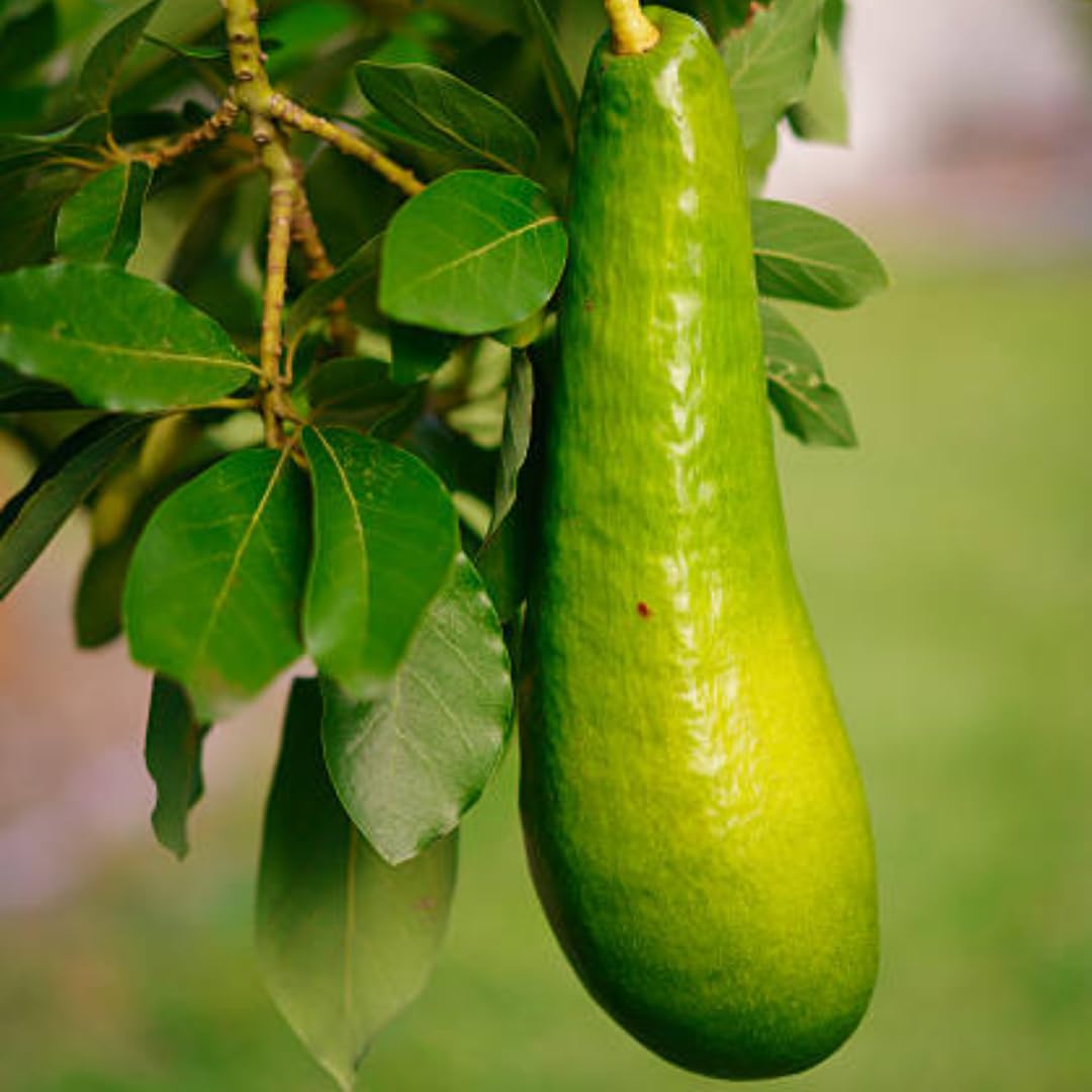Long Neck Avocado Tree Live Plant, 3-4 Feet Tall, Avocado Fruit Tree in 3 Gallon Pot for Patio, Container, and Outdoor Garden Growing