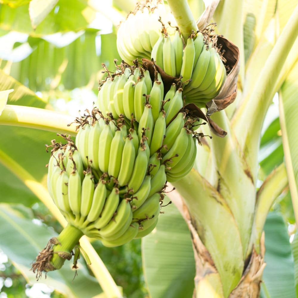 2 Grand Nain Banana Plants Live, Banana Fruit Tree Starter, Indoor Outdoor Planting, 4-6 Inches Tall