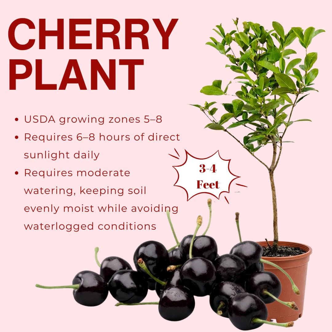 Cherry Tree Live Plant, Sweet Cherry Fruit Tree, Cold Hardy Outdoor Garden Tree, 3–4 Feet Tall in 3 Gallon Pot, Ready to Grow, No Ship to CA (Black Cherry)