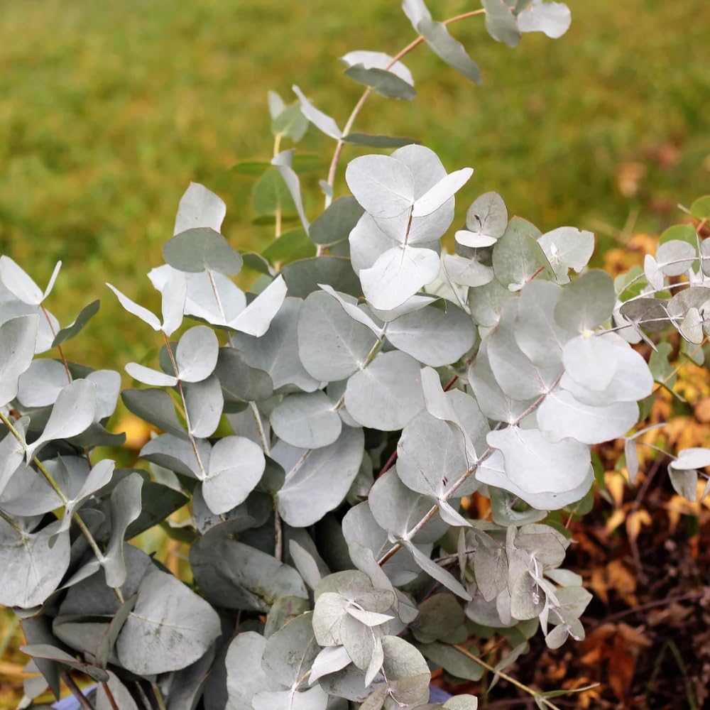Pack 2 Silver Dollar Eucalyptus Tree, Eucalyptus Plant for Planting from 4 Inches