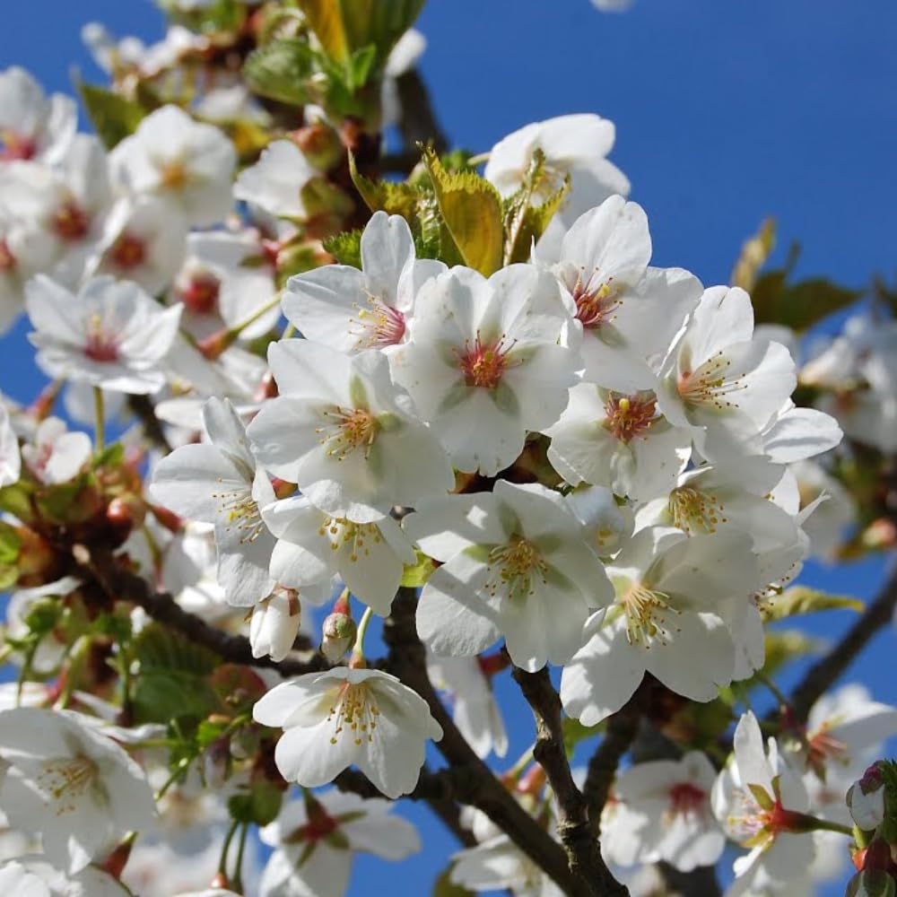 Cherry Blossom Tree Live Plant, 8-12" Tall, Ornamental Flowers for Outdoor Planting, in Pot (Snow Cherry)