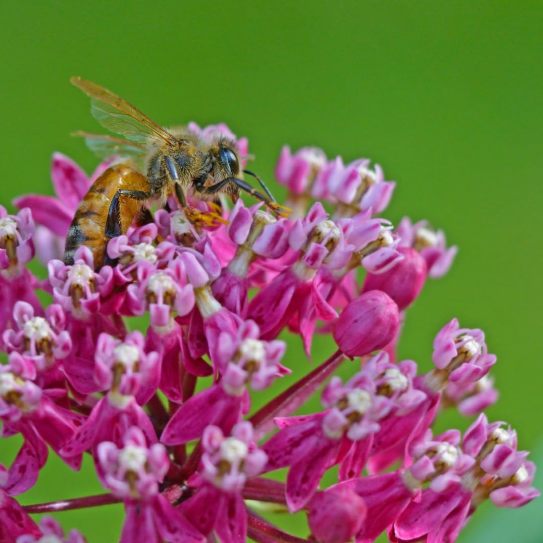 Set of 2 Live Milkweed Plants, Perennial Butterfly Milkweed Plants, Asclepias Tuberosa Plant, 5-8 Inch Tall for Indoor or Outdoor Planting (Pink Milkweed)