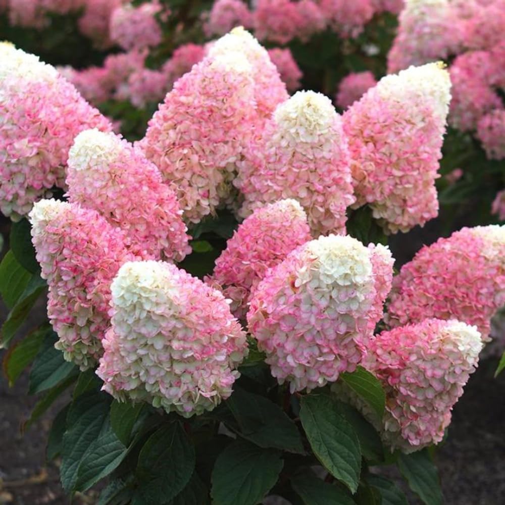 2 Hydrangea Plants Live Rooted Cuttings, 1-2 Feet Tall Hydrangea Tree Live Plant for Planting, Hydrangeas Bush, Dormant (Pink White Hydrangea)