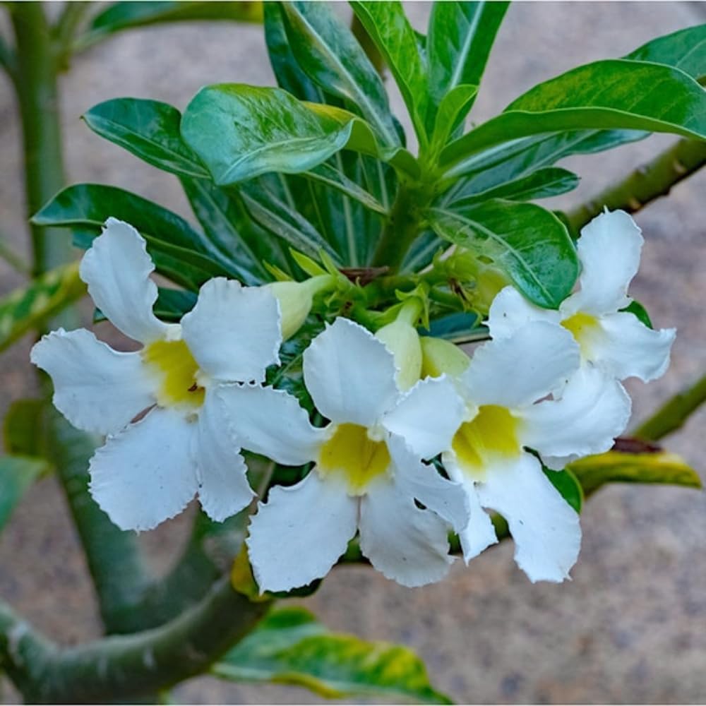 White Desert Rose Plant Live, Desert Rose Live Plants, Adenium Obesum Flowers Plants for Planting Garden Indoor Outdoor
