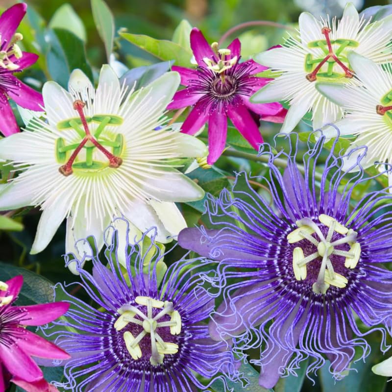 Mixed Passion Flower Plant Live, Passiflora Vine for Garden, 4-8" Tall, Hardy Flowering Vine for Garden or Trellis