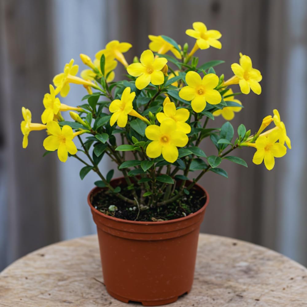 3 Yellow Jasmine Plants Live, 5 to 8 Inches Tall, Jasmine Vine Plant for Gardening and Outdoor Patio