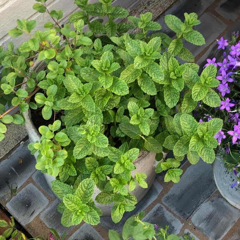 Set 3 Mojito Mint Plants, Live Mint Herbs Plants, 4-8" Tall Fragrant Herb for Home Garden, Well Rooted