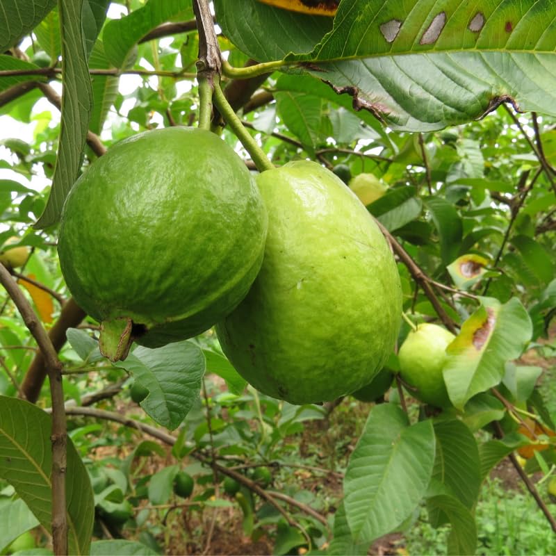Pink Guava Tree Plant, 1-2 Ft Tall Guava Fruit Live Plant in 3 Gallon Pot, Perennial, Tropical Fruit Plants, No Ship to CA
