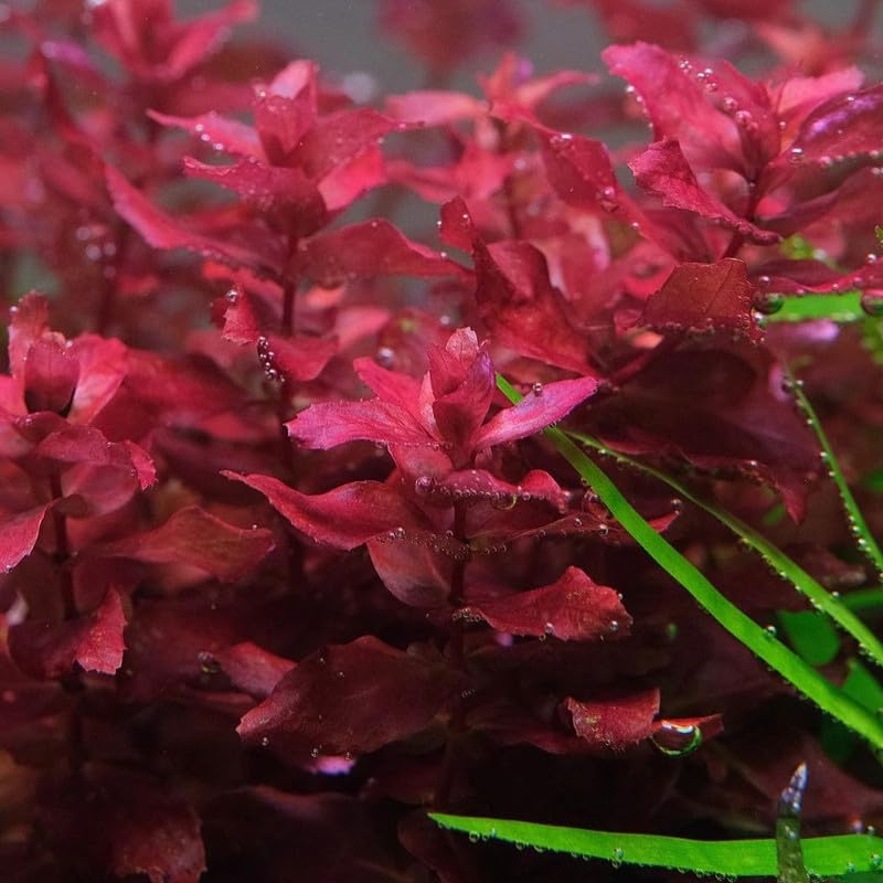Red Rotala Plant Stems, Live Aquarium Plant - 1 Clump Bundle