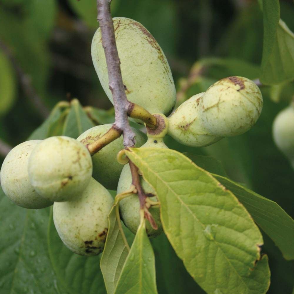 Sweet Paw Paw Tree Plant in Quart Pot, Hardy Pawpaw Tree, Well Rooted, Fast-Growing Fruit Trees, 6-12 Inches