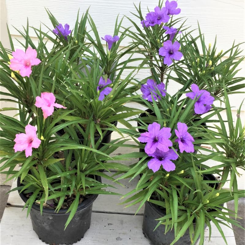 6 Mix Mexican Petunia Plants Live, 4-7 Inches Tall, Hardy Perennial Flowers