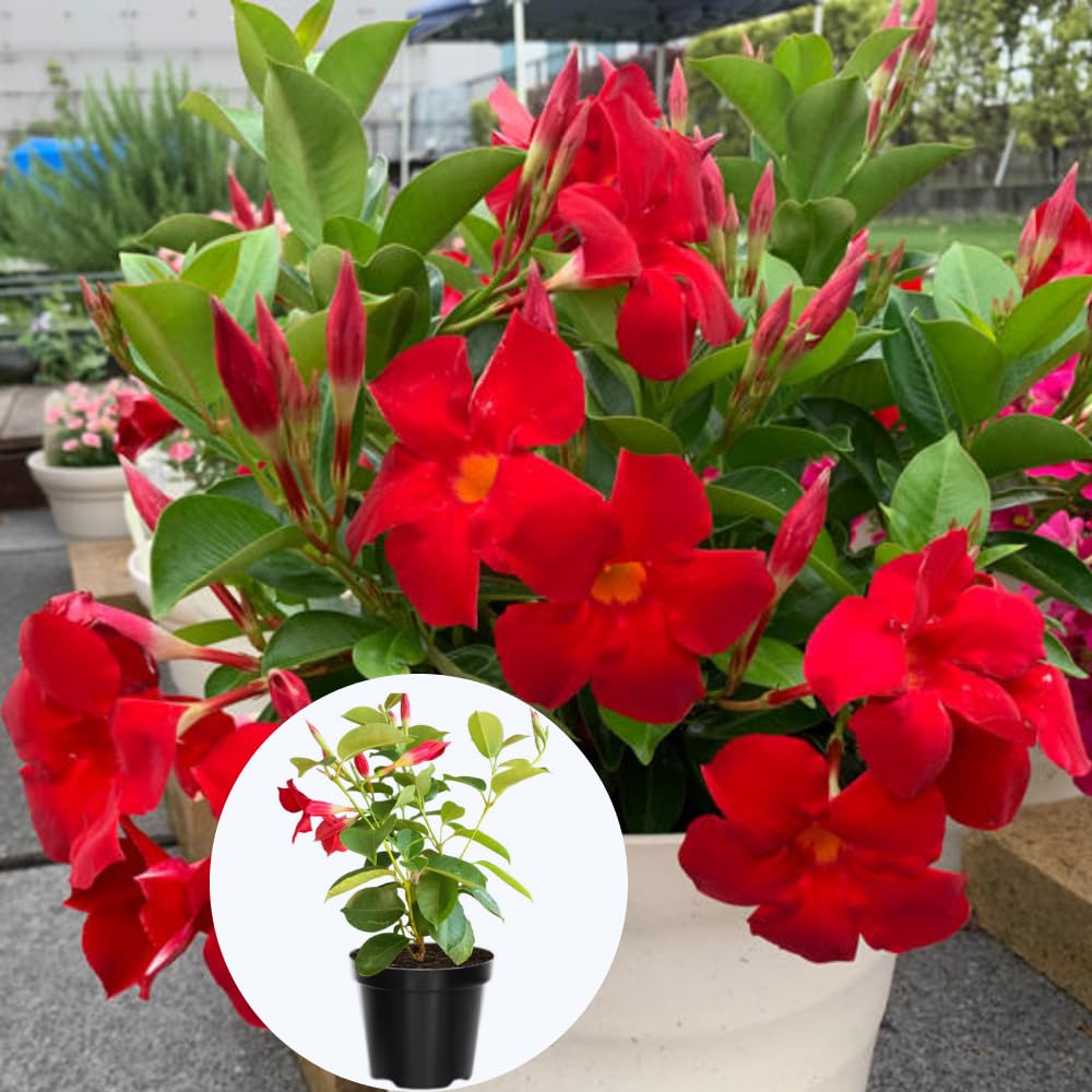 2 Mandevilla Plants Live, 4 to 6 Inc Tall, Red Mandevilla Vine Plant