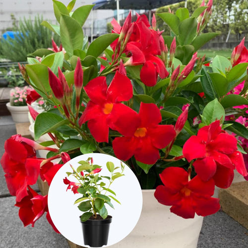 2 Mandevilla Plants Live, 4 to 6 Inc Tall, Red Mandevilla Vine Plant