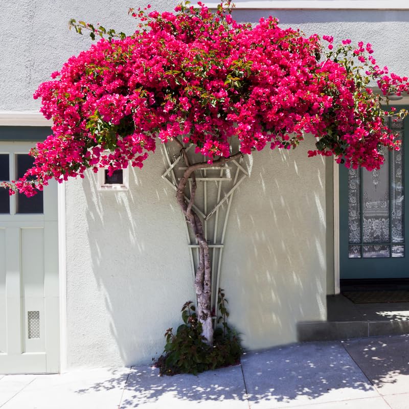 Set 2 Magenta Red Bougainvillea Plants, 5-8" Tropical Bougainvillea Plant Starter, Colorful Perennial Blooms, Live Well Rooted Plant
