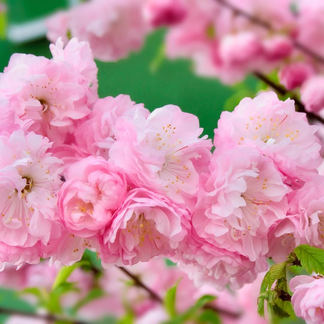 1 Year Old Vibrant Pink Flowering Almond Shrubs Live Plant Tree in Quart Pot, Dormant in Winter, Cold Hardy, Perennial Bush Plant, 6-12" in Tall