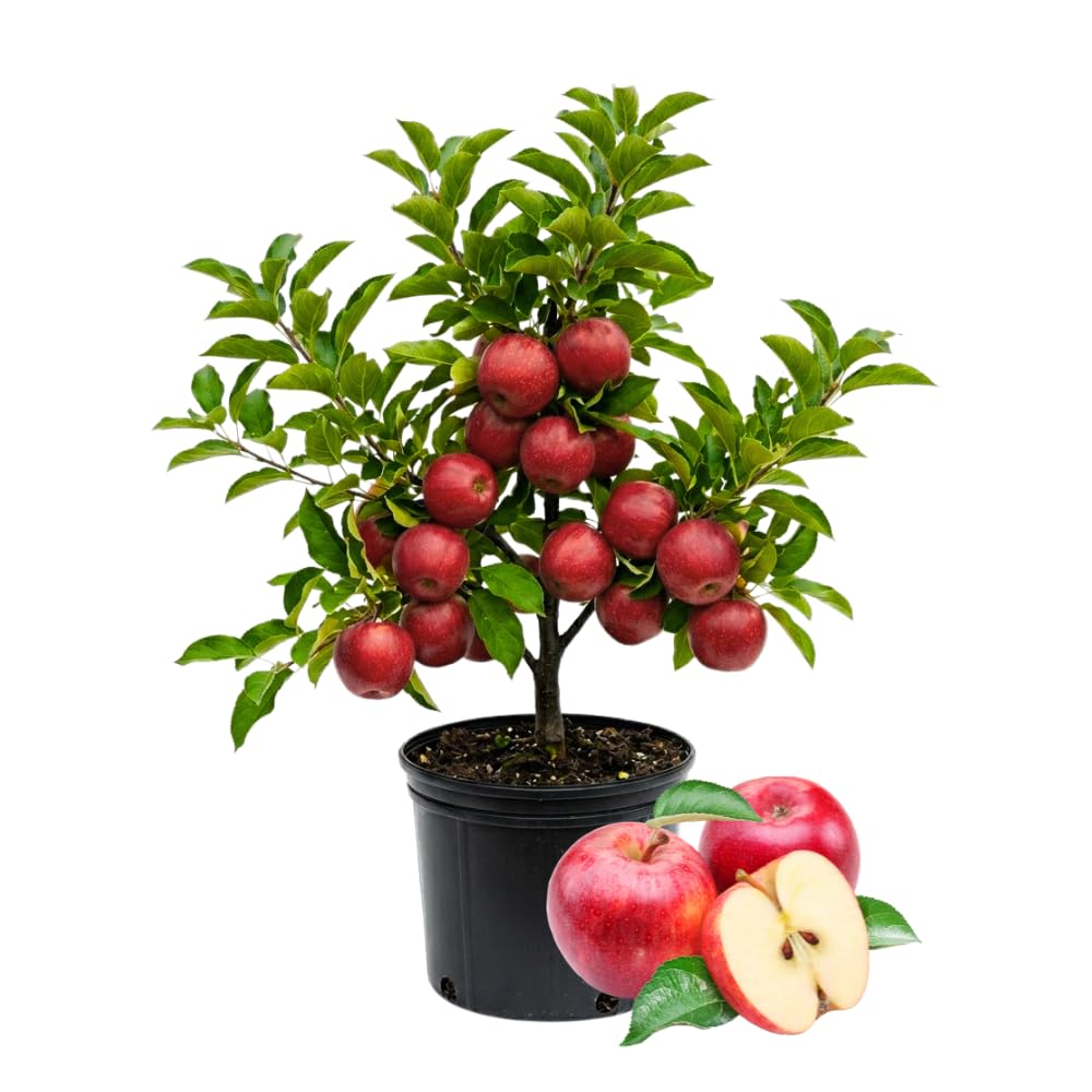Red Apple Trees Live Plants, Apple Tree, Well Rooted, 1-2 Feet, 3 Gallon Pot, Sweet Fruit Tree for Edible Garden, No Ship to CA