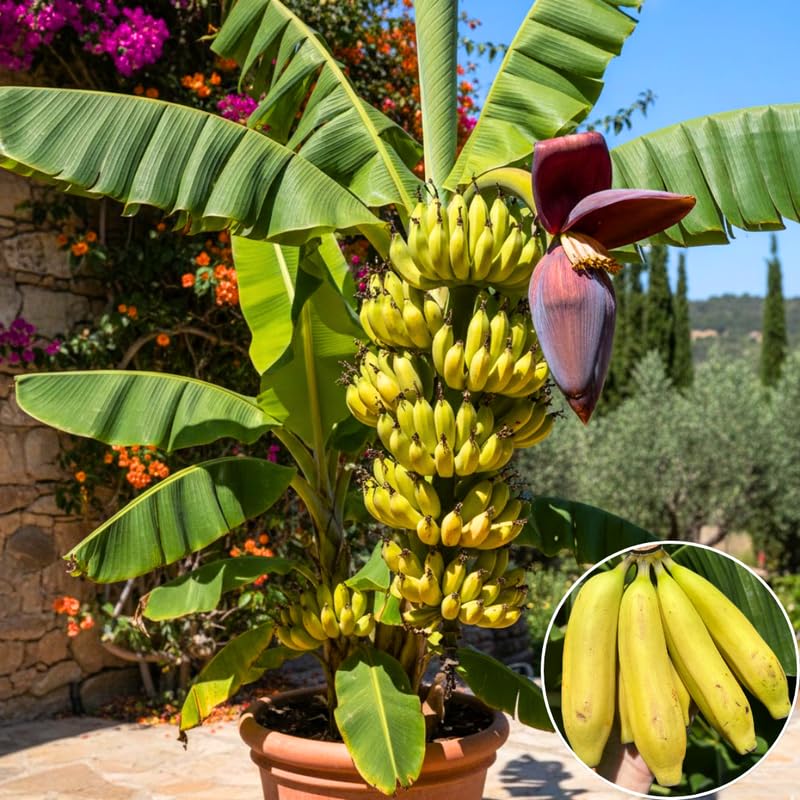 Sweet Tangy Banana Tree Live Plant, Well Rooted 4-8" Tall, Cold Hardy Tropical Banana Plant Live Well Rooted, Live Banana Fruit