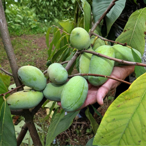 04 Pawpaw Trees Live Plants No Pot, 6-12" Paw Paw Live Plants for Spring Planting