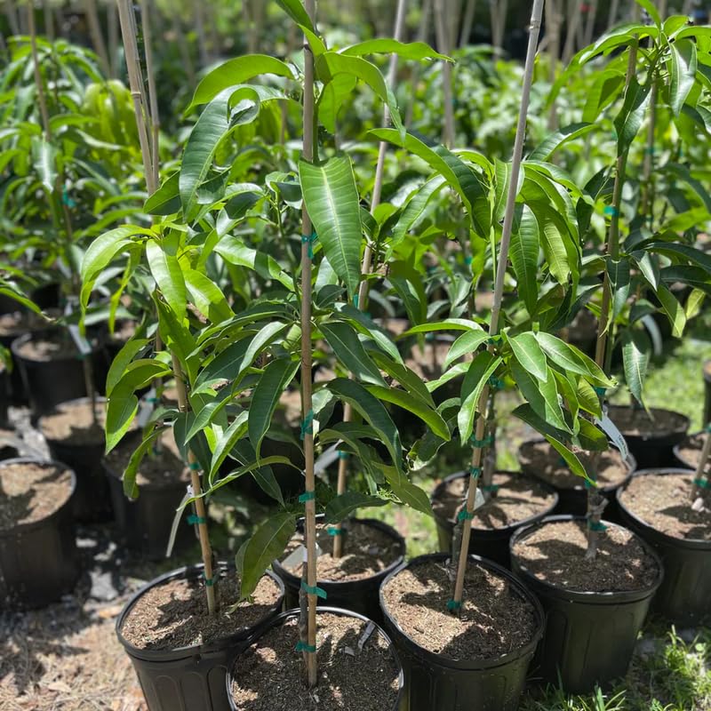 Thai Mango Tree Live Plant Grafted, 2–3 Feet Tall in 3 Gallon Pot, Sweet Tropical Mango Fruit Tree