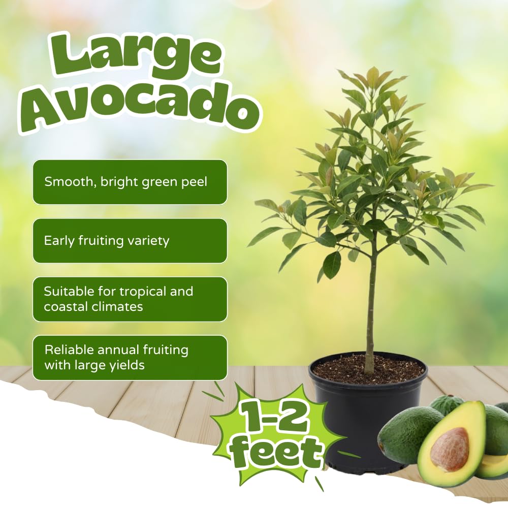 Avocado Tree Live Plant, Large Round Avocado Plants Live in 3 Gallon Pot, Fruit Bearing, Cold Hardy Fruit Tree for Backyards and Edible Gardening