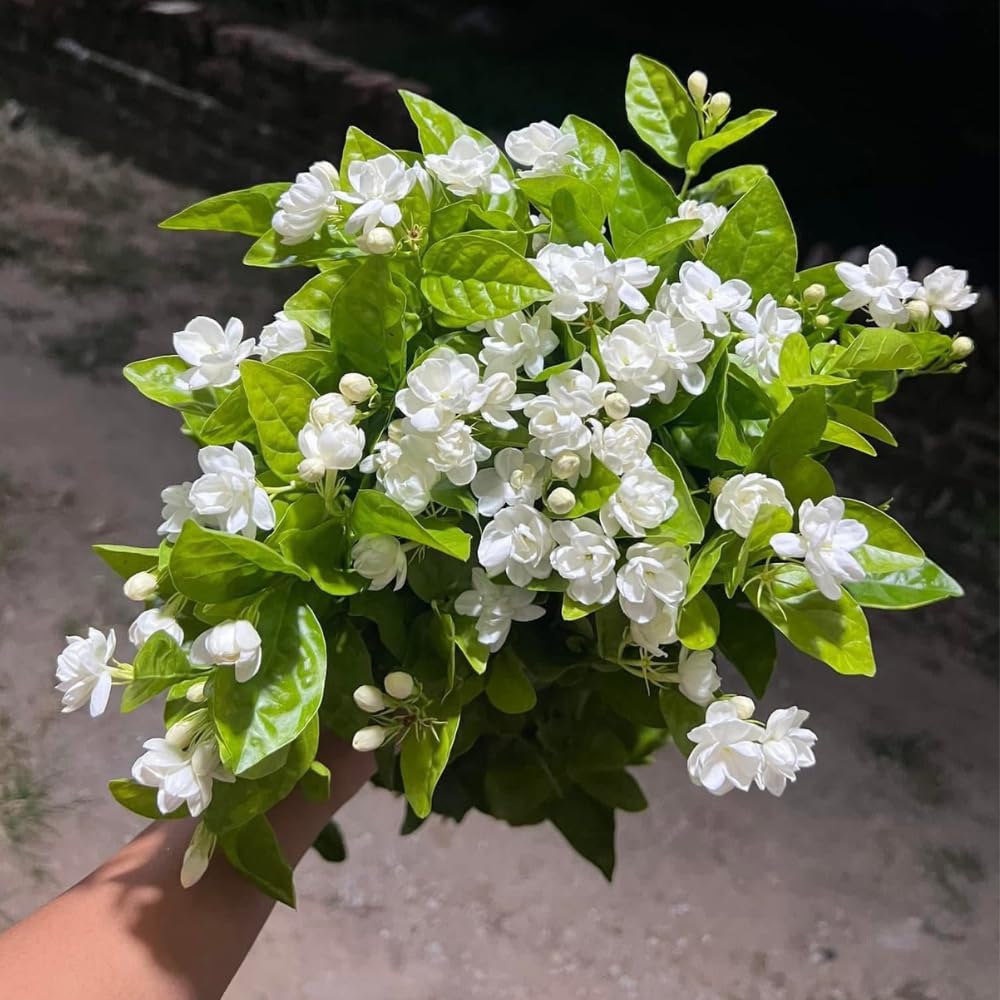 Jasmine Plants Live, Set 3 of Sambac Arabian Jasmine Live Plants, 5 Inches to 7 Inches Long, Plant for Indoors Or Outdoor Gardening