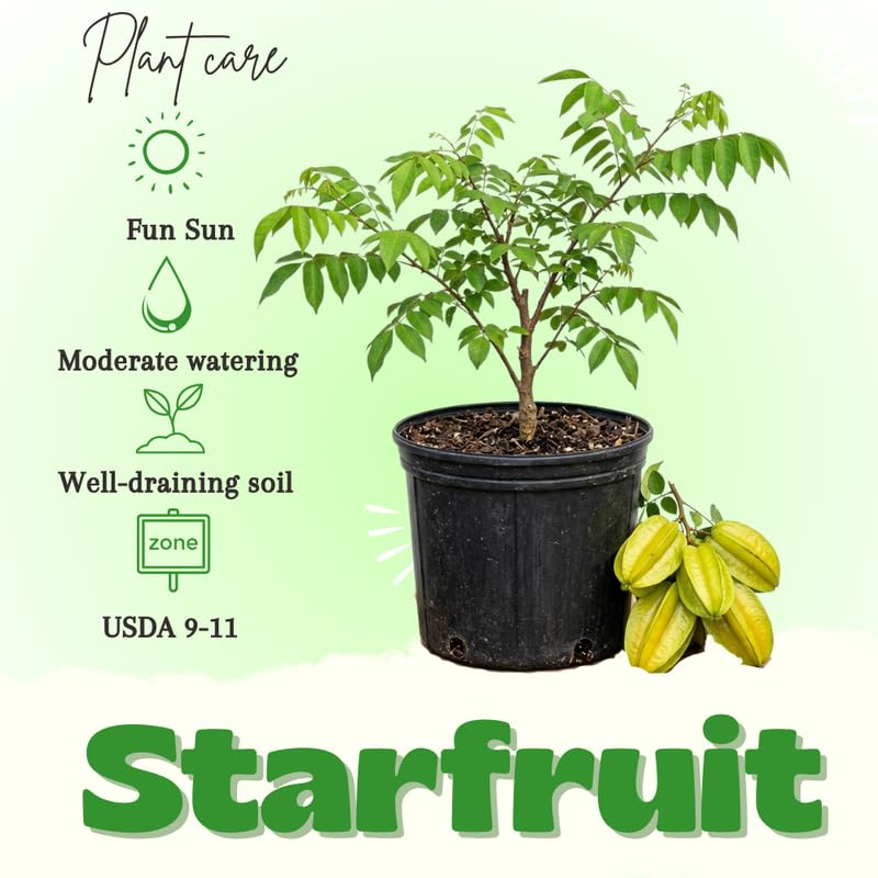 Starfruit Tree Live Plant, Starfruit Fruit Plant Live for Planting, 2-3 Feet Tall in 3 Gallon Pot, No Ship to CA