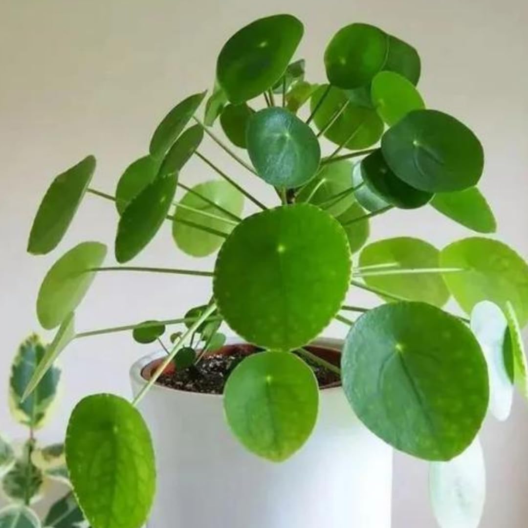 3 Pilea Peperomia Plants Live, Money Tree Plant Indoor, 5 to 7 Inc Tall