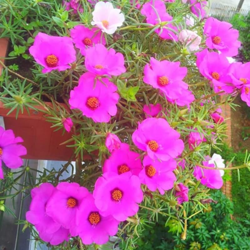 4 Pink Moss Rose Plants Live, Portulaca Ground Cover Flowers, 4-6 Inch Tall Plants for Garden or Containers