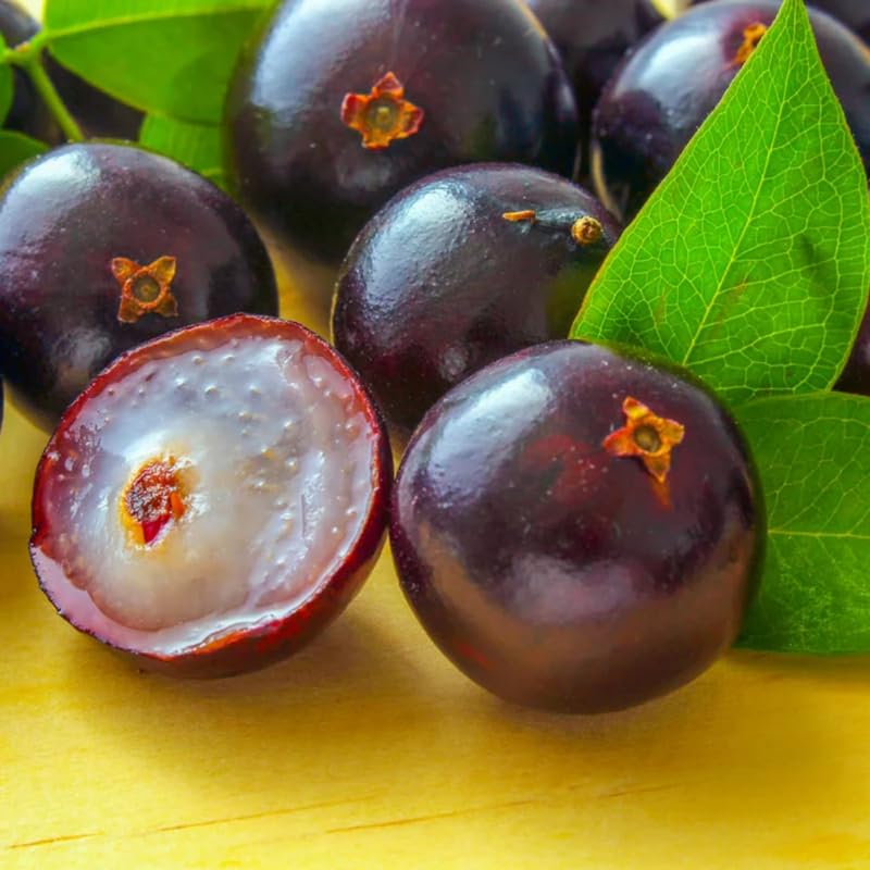 Jaboticaba Live Plant, Black Jabuticaba Tree Plant, Live Brazilian Grapetree 2-3 Feet in 3 Gallon Pot, No Shipping to CA